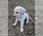 Small Photo #3 Labrador Retriever Puppy For Sale in WAGENER, SC, USA