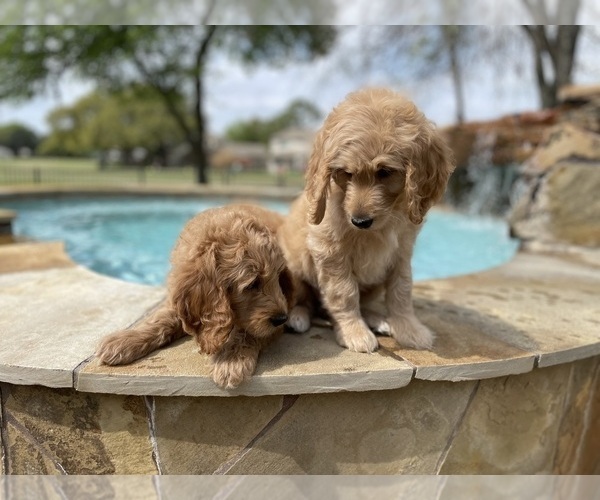 Medium Photo #4 Goldendoodle Puppy For Sale in SUGAR LAND, TX, USA