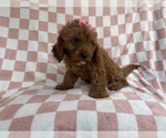 Small #3 Cavapoo (Miniature)