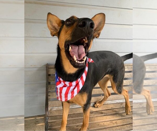 Medium Photo #13 Doberman Pinscher-German Shepherd Dog Mix Puppy For Sale in Spring, TX, USA