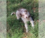 Small Photo #9 Australian Shepherd Puppy For Sale in PIONEER, CA, USA