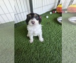Puppy Kathy Sheepadoodle