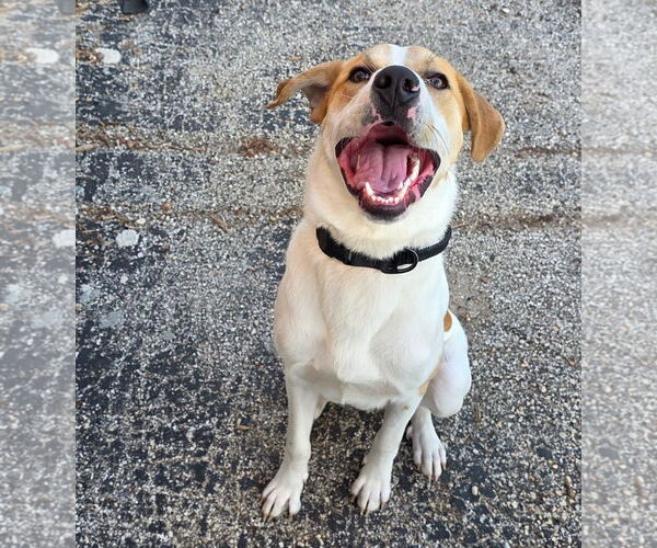 Medium Photo #3 Labrador Retriever-Unknown Mix Puppy For Sale in Houston, TX, USA