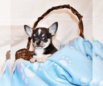 Small #4 Chihuahua