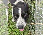 Small #7 Dalmatian-Labrador Retriever Mix