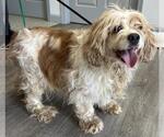 Small #3 Cocker Spaniel