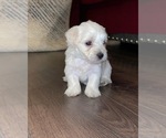 Small Photo #19 Maltipoo Puppy For Sale in BOCA RATON, FL, USA