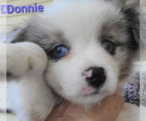 Miniature Australian Shepherd Puppy for sale in HOLTON, MI, USA