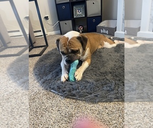 Beagle-English Bulldog Mix Puppy for sale in CHICOPEE, MA, USA