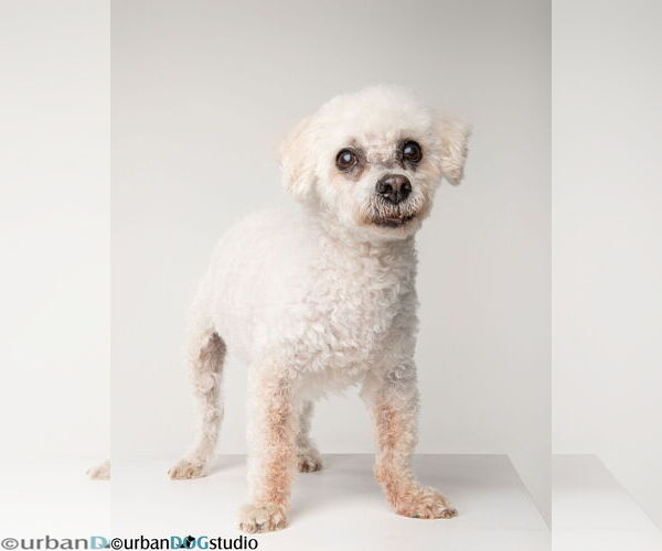 Medium Photo #3 Maltichon Puppy For Sale in Tampa, FL, USA