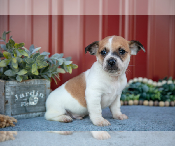 Medium Photo #11 Jack Russell Terrier Puppy For Sale in ETNA GREEN, IN, USA