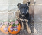 Puppy Puppy 2 German Shepherd Dog