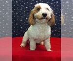 Small #4 Bichon Frise-Poodle (Standard) Mix