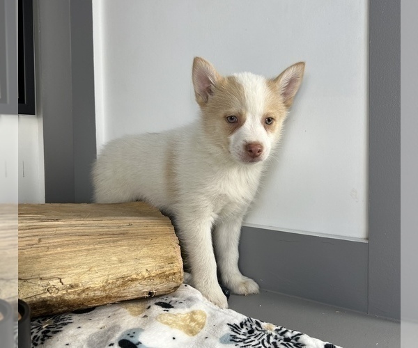Medium Photo #3 Pomsky Puppy For Sale in FRANKLIN, IN, USA