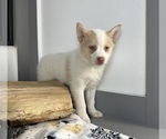 Small Photo #3 Pomsky Puppy For Sale in FRANKLIN, IN, USA