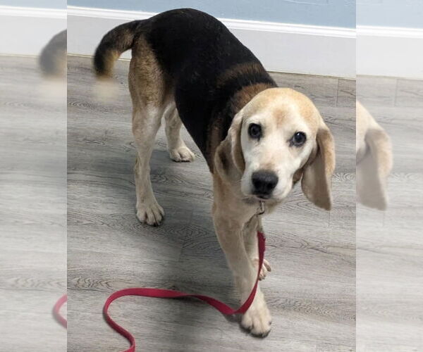 Medium Photo #10 Beagle Puppy For Sale in Dunnellon, FL, USA