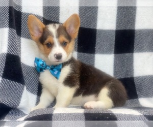 Pembroke Welsh Corgi Puppy for sale in LAKELAND, FL, USA