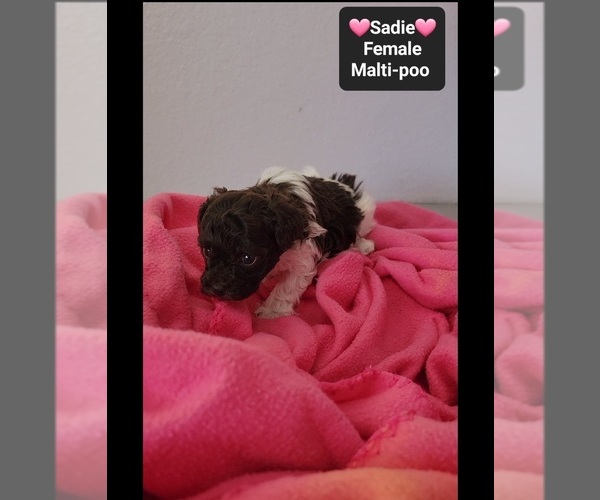 Medium Photo #3 Maltipoo (Toy) Puppy For Sale in TUCSON, AZ, USA