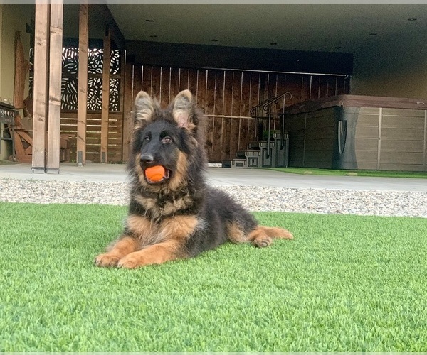 Medium Photo #6 German Shepherd Dog Puppy For Sale in PINON HILLS, CA, USA