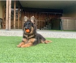 Small #5 German Shepherd Dog