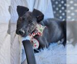 Small #2 Great Dane-Labrador Retriever Mix