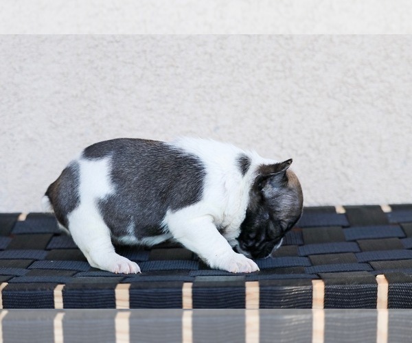 Medium Photo #2 French Bulldog Puppy For Sale in HESPERIA, CA, USA