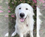Small #7 Great Pyrenees