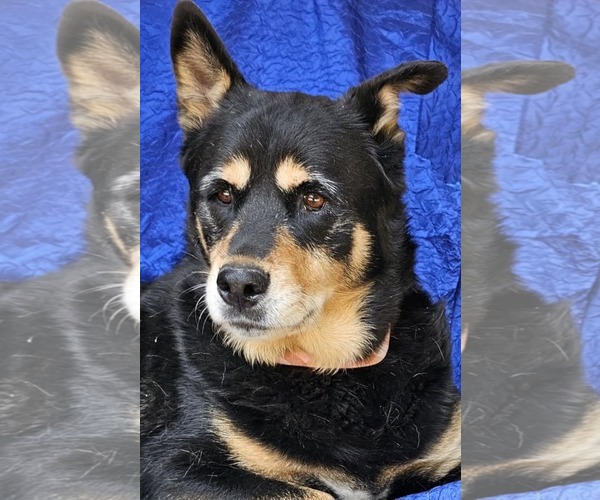 Medium Photo #1 Mutt Puppy For Sale in Cuba, NY, USA