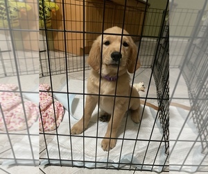 Golden Retriever Puppy for sale in SACRAMENTO, CA, USA