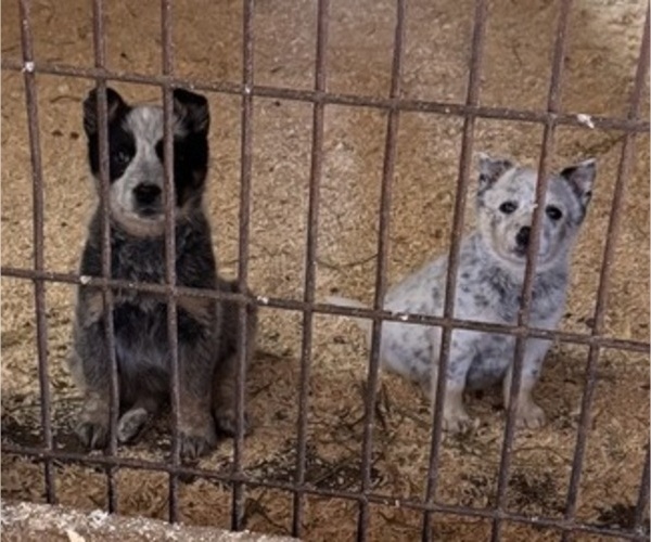 Medium Photo #1 Australian Cattle Dog Puppy For Sale in MIDDLEBORO, MA, USA
