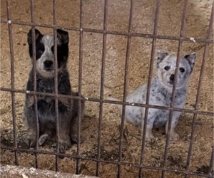 Australian Cattle Dog Puppy for sale in MIDDLEBORO, MA, USA