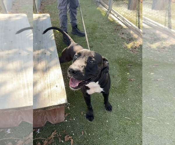 Medium Photo #2 American Pit Bull Terrier-Unknown Mix Puppy For Sale in Rowlett, TX, USA