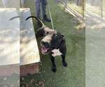 Small #1 American Pit Bull Terrier Mix