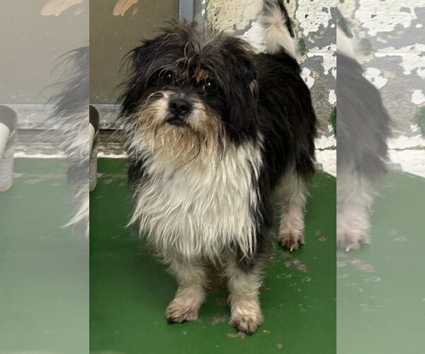 Medium Photo #4 Shih Tzu-Unknown Mix Puppy For Sale in Rustburg, VA, USA