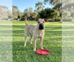 Small #1 Mutt