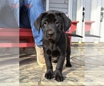 Small Photo #1 Labrador Retriever Puppy For Sale in BURNSVILLE, NC, USA