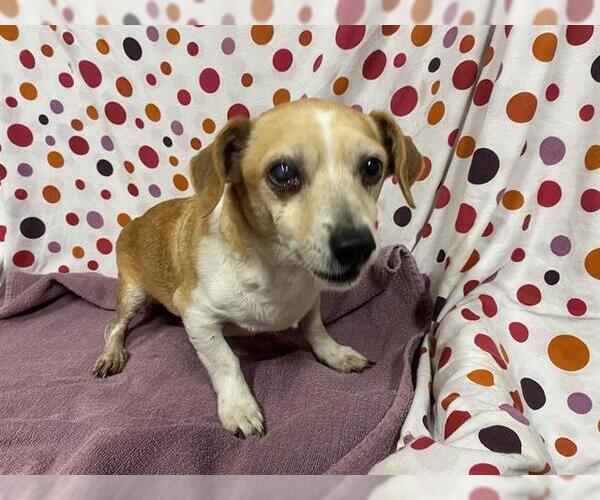 Medium Photo #1 Chihuahua Puppy For Sale in Modesto, CA, USA