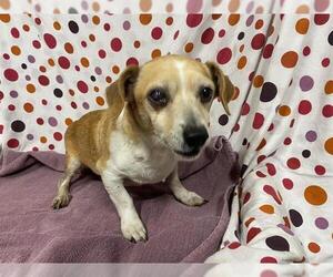 Chihuahua Dogs for adoption in Modesto, CA, USA