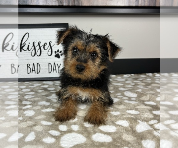 Medium Photo #4 Yorkshire Terrier Puppy For Sale in INDIANAPOLIS, IN, USA