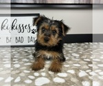 Small #3 Yorkshire Terrier