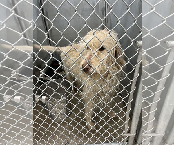 Medium Photo #2 Mutt Puppy For Sale in San Diego, CA, USA