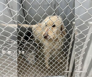 Mutt Dogs for adoption in San Diego, CA, USA