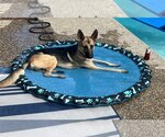 Small Photo #4 German Shepherd Dog Puppy For Sale in Roseville, MN, USA
