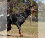 Small #33 Doberman Pinscher