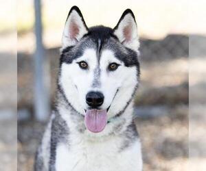 Siberian Husky Dogs for adoption in Camarillo, CA, USA