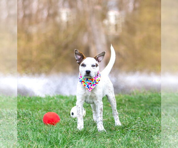 Medium Photo #13 Mutt Puppy For Sale in Unionville, PA, USA