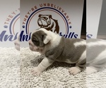 Small Photo #10 Bulldog Puppy For Sale in CENTERVILLE, OH, USA