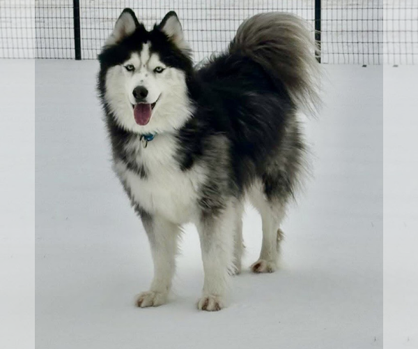 Medium Photo #2 Siberian Husky Puppy For Sale in Carrollton, TX, USA