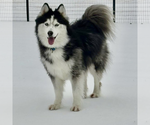 Small #1 Siberian Husky
