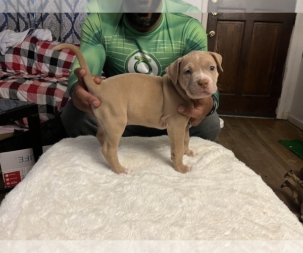 Medium Photo #4 American Bully Puppy For Sale in DUNDALK, MD, USA
